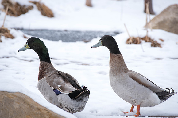 Some ducks spend their time in the Taylor quad. 2018