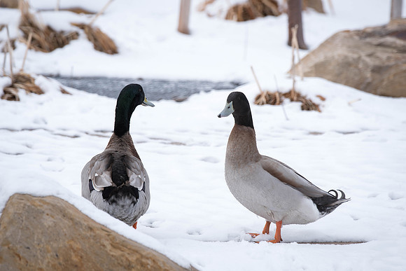 Some ducks spend their time in the Taylor quad. 2018