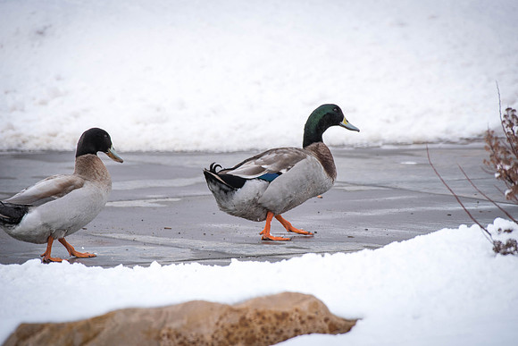 Some ducks spend their time in the Taylor quad. 2018