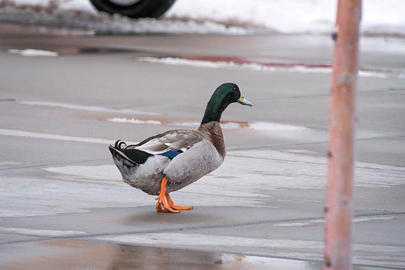 Some ducks spend their time in the Taylor quad. 2018