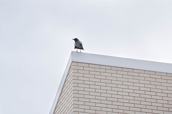 Birds fly around the top of the Taylor Building. 2018
