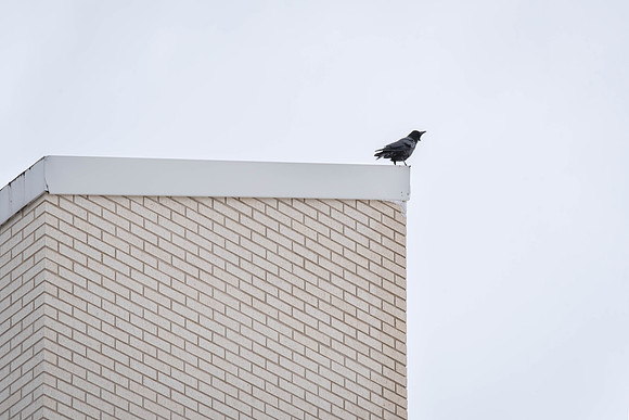 Birds fly around the top of the Taylor Building. 2018
