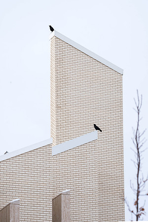 Birds fly around the top of the Taylor Building. 2018