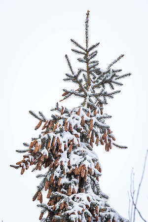 A tree on campus.