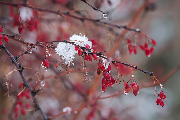 Red berries grow in the gardens on campus,