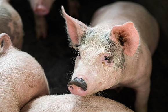 Friendly piglets say hello.