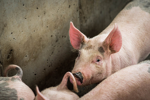Friendly piglets say hello.