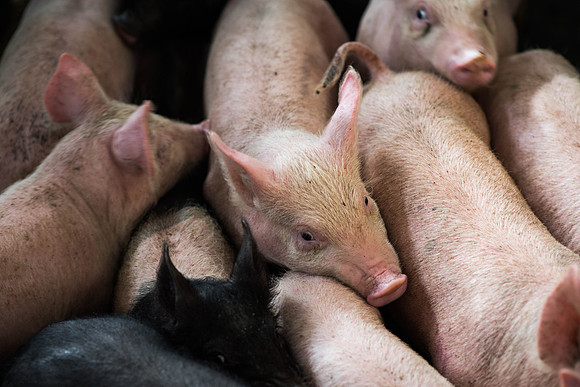 Friendly piglets say hello.