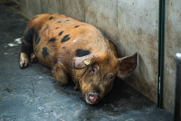A pregnant sow lays in the hog house.