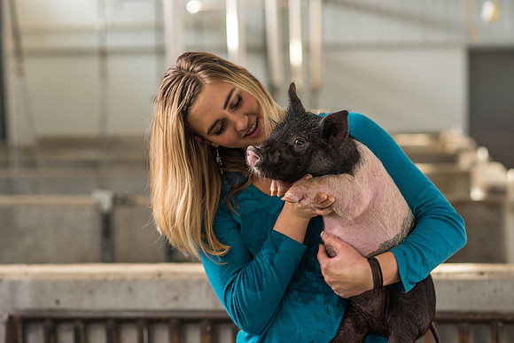 Brittin Braithwaite works with the hogs at the Livestock Center. 2018