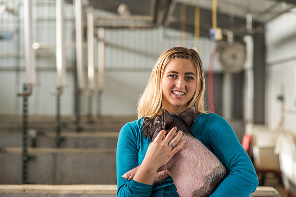 Brittin Braithwaite works with the hogs at the Livestock Center. 2018