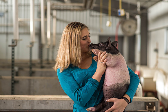 Brittin Braithwaite works with the hogs at the Livestock Center. 2018
