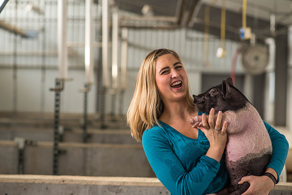 Brittin Braithwaite works with the hogs at the Livestock Center. 2018