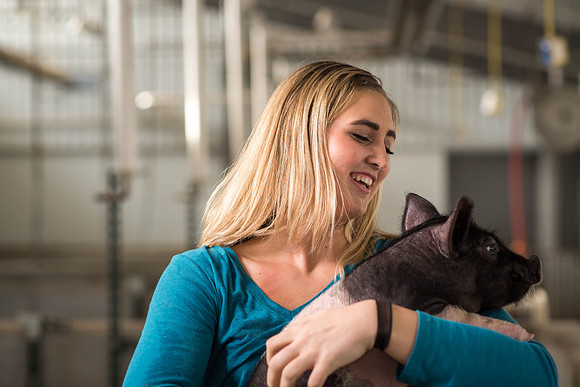 Brittin Braithwaite works with the hogs at the Livestock Center. 2018