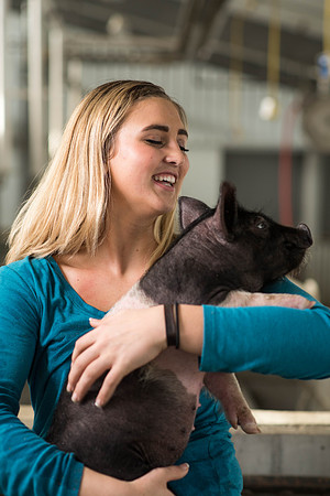 Brittin Braithwaite works with the hogs at the Livestock Center. 2018