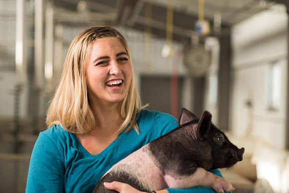 Brittin Braithwaite works with the hogs at the Livestock Center. 2018