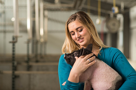 Brittin Braithwaite works with the hogs at the Livestock Center. 2018