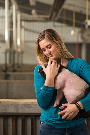 Brittin Braithwaite works with the hogs at the Livestock Center. 2018
