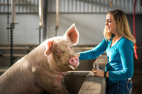Brittin Braithwaite works with the hogs at the Livestock Center. 2018