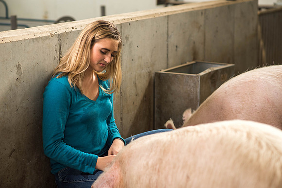 Brittin Braithwaite works with the hogs at the Livestock Center. 2018