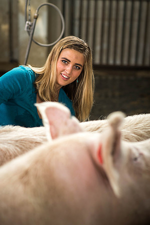Brittin Braithwaite works with the hogs at the Livestock Center. 2018