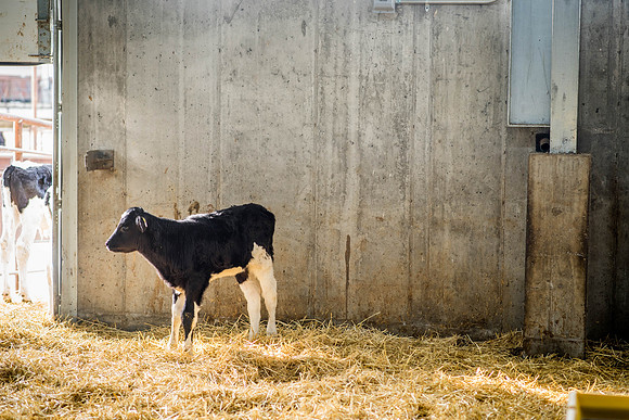 Holstein calves hangout at the Livestock Center.