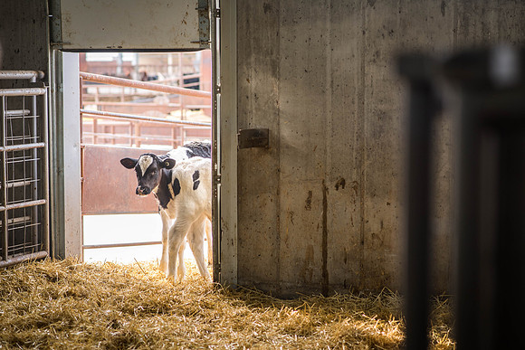 Holstein calves hangout at the Livestock Center.