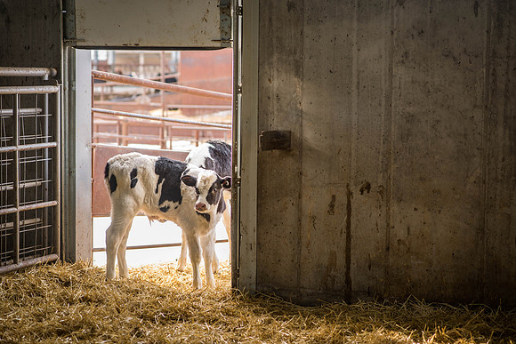 Holstein calves hangout at the Livestock Center.