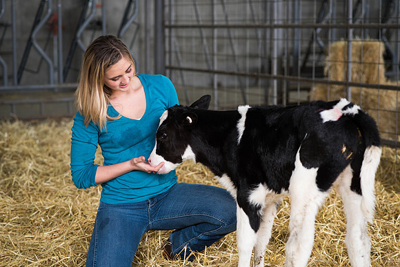 Brittin Braithwaite tends to a young holstein calf. 2018