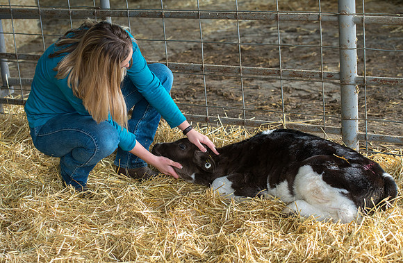 Britton Braithwaite caring for a calf at the Agriculture Science Center.