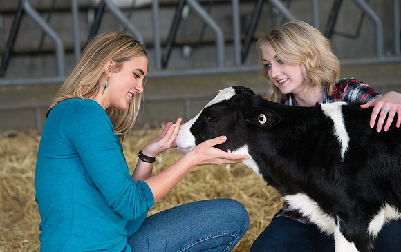 Britton Braithwaite caring for a calf at the Agriculture Science Center.