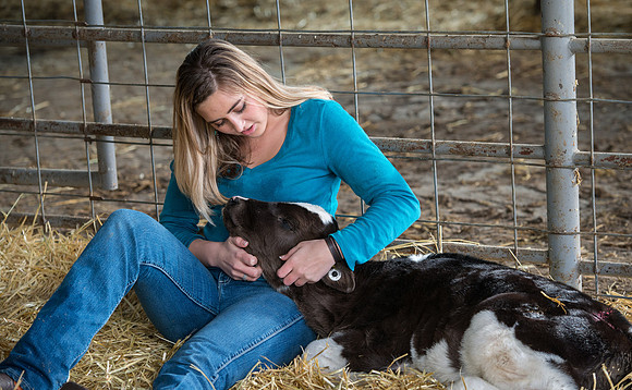Britton Braithwaite caring for a calf at the Agriculture Science Center.
