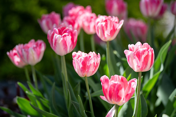 Campus Flowers - May 2025