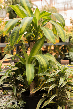 BYU-Idaho Plant Shop. Feb 2018