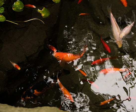 BYU-Idaho Horticulture Greenhouse. Koi Fish pond. Feb 2018