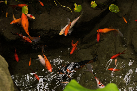 BYU-Idaho Horticulture Greenhouse. Koi Fish pond. Feb 2018