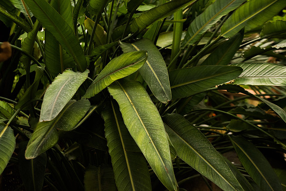 BYU-Idaho Horticulture Greenhouse. Feb 2018
