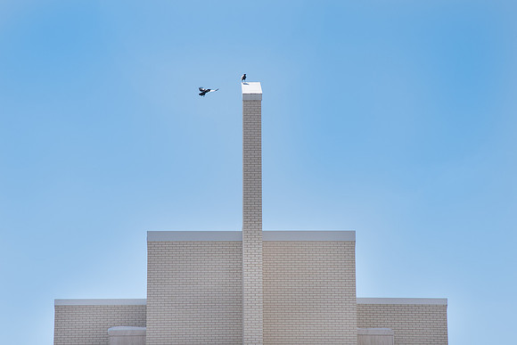 Birds on the Taylor Building