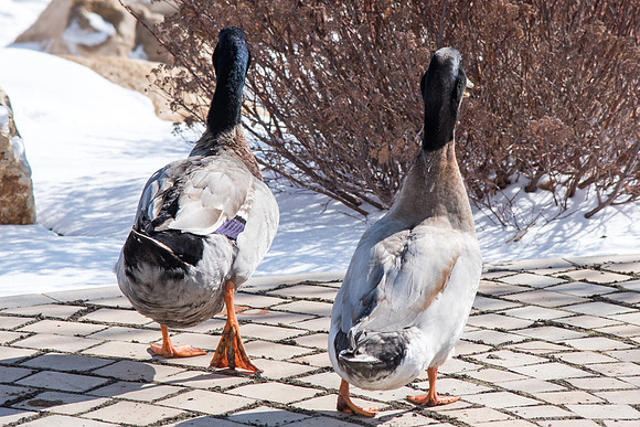 Ducks on campus
