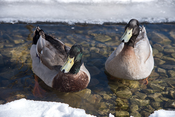 Ducks on campus