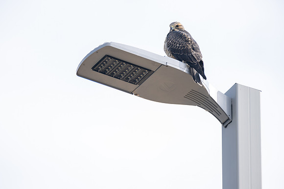 Hawks and smoke - Aug 2025