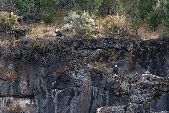 Bald Eagles perched on the cliffs above Ririe Reservoir.