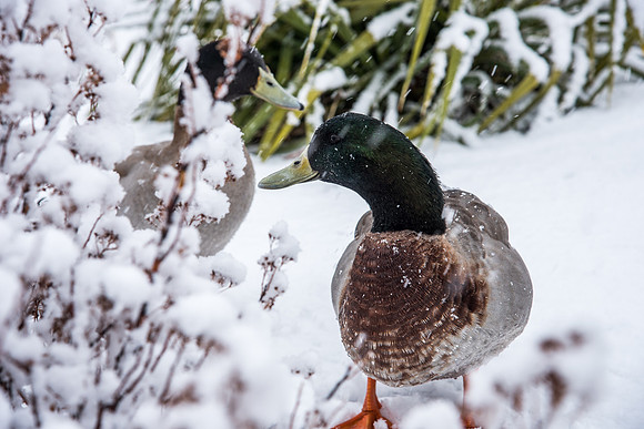 The campus is covered with snow.