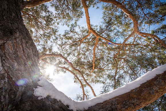 The sun shines and warms up the snowy campus.
