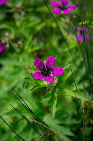 Campus Flowers - June 2025