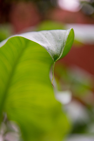 Plant- MAR 2018