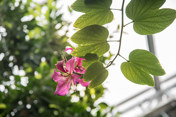 Plant- MAR 2018