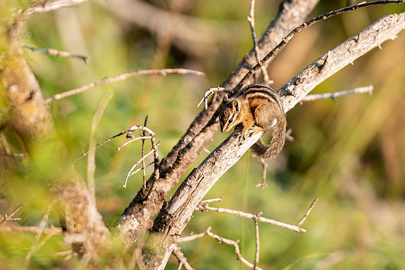 Targhee Photo Excursion - Aug 2023