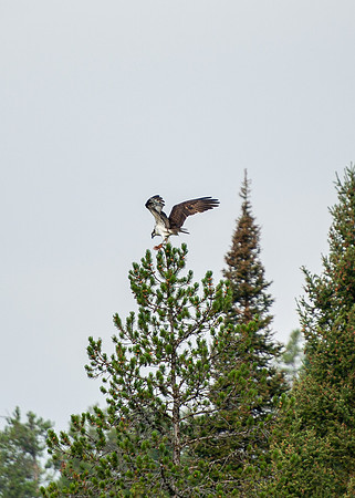 Targhee Photo Excursion - Aug 2023