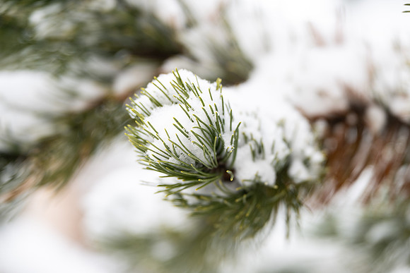 Winter Campus - Dec 2024